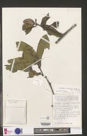 Image result for Landolphia violacea