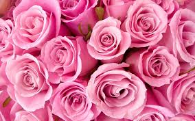 Pink flower, bokeh, petals, closeup, pink background, flora, vibrant, blossom, bloom, spring, 5k. Flower Pink Background