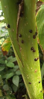 In aloe vera plants, sunburn dries out the skin, making it woody. Pests And Diseases Of Succulent Plants Including Cacti