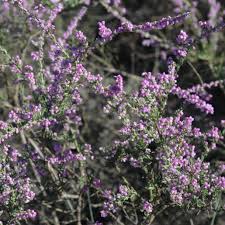 Image result for Muraltia