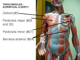 The pectoralis major muscle carries out adduction and internal rotation of the upper arm. How Muscles Are Named 3 Major Naming Criteria