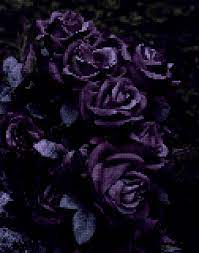 We did not find results for: Dark Purple Roses By Lordravenscroft On Deviantart