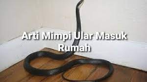Kehadiran haiwan berbisa seperti ular adalah sesuatu yang amat ditakuti. Arti Mimpi Ular Masuk Rumah Menurut Islam Primbon Psikolog Dan Mitos Youtube