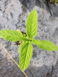 Image result for Lippia