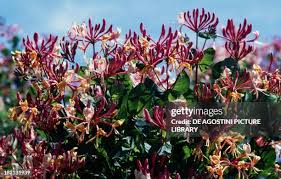 Image result for Caprifoliaceae