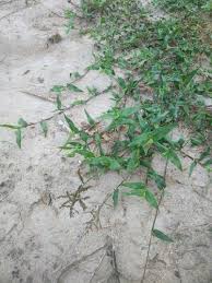 Image result for Urochloa reptans