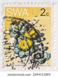 Image result for Philyrophyllum schinzii