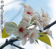 Image result for Vernicia