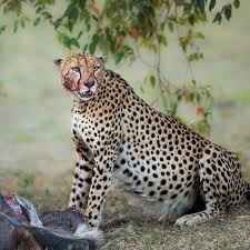 Pregnant Cheetah Big Cats Animals Cheetah