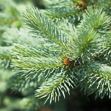 Shearing makes for quick work, but be prepared for new errant branches to pop up. Silver Fir Organic Essential Oil Coeosilverfir