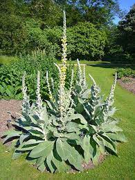 Mullein Herbal Remedy For Respiratory Discomfort Migraines And Sleep Aid Plants Medicinal Plants Healing Plants