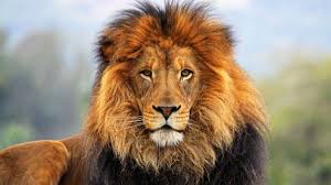 Search free lion wallpapers on zedge and personalize your phone to suit you. Hd Lion Wallpapers 1080p Wallpaper Cave