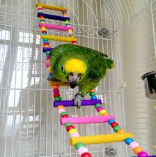 See more ideas about parrot toys, parrot, bird toys. Homemade Bird Toys
