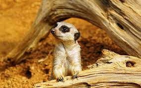 Animals High Definition High Animals Resolution Wallpaper Nature Allimg Definition Wild Animal Wallpaper Animals Animal Planet