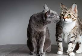 Kedilerde Kur Yapma Ve Ciftlesme Kedi Blog