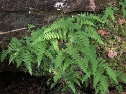 Image result for Cystopteris