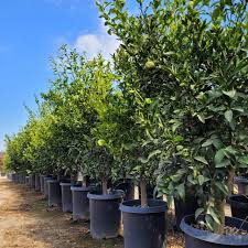 Image result for Citrus reticulata