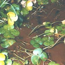 Image result for Marsilea nubica