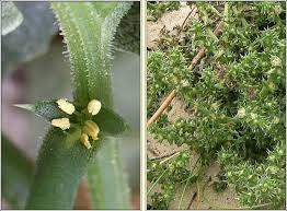 Image result for Salsola kali