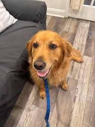 Milo's favorite Christmas present. The Christmas Nanna. Show me your  Golden's favorite new toys.