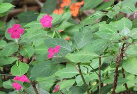 Image result for Impatiens wallerana