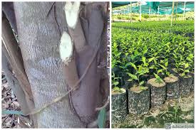 3g cutting are you curious to know 3g cutting meaning, if yes then you are on the right page, know how it can increase yield by reading this article. 3g Cutting In Plants Lean Agro