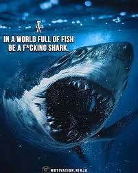 Be A F Cking Shark Motivational Quotes For Success Success Quotes Shark Quotes