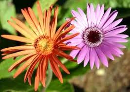 Image result for Gerbera viridifolia
