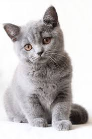british shorthair 25 cute british shorthair photos life criters british shorthair british shorthair cats british shorthair kittens