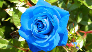 Maybe you would like to learn more about one of these? 55 Light Blue Flower