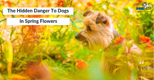 Spring means light nights and warmer weather but for pet owners, it comes with its own set of our emergency vets have revealed the hazards that could make your dogs and cats ill this spring. The Hidden Danger To Dogs In Spring Flowers Dogizone