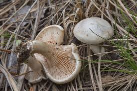 Image result for Clitopilus prunulus