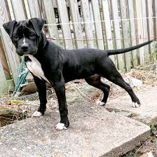 A judge should not disqualify an american bulldog for black color unless the dog has been examined. Savant S Scarlet Of Southpaw Savantk9