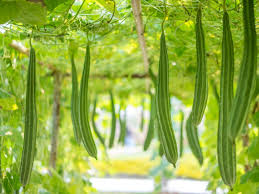 Huge collection, amazing choice, 100+ million high quality, affordable rf and rm images. Luffa Gourd Plant Tips For Growing Luffa Plants