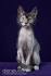 Lykoi Cat Breeders and Information - Kittens For Sale