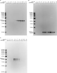 Pcr has many uses, diagnostic, forensics, cloning, and more. Polymerase Chain Reaction Basic Protocol Plus Troubleshooting And Optimization Strategies Protocol Translated To Arabic
