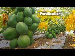 Check spelling or type a new query. Papaya Production How To Apply Fertilizer In Papaya Complete Guide Youtube