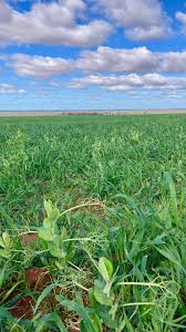 Image result for Sorghastrum stipoides