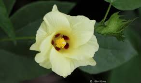 Image result for Gossypium barbadense