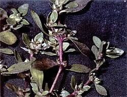 Image result for Bergia pentheriana