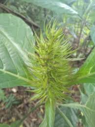 Image result for Justicia aurea