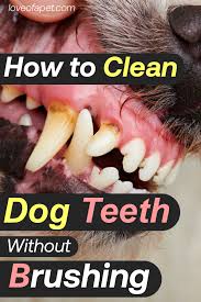 How To Clean Dog Teeth Without Brushing 5 Easy Ways Love Of A Pet In 2020 Dog Teeth Dog Teeth Cleaning Brushing Dogs Teeth
