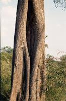 Image result for Balanites maughamii