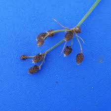 Image result for Vahlia dichotoma