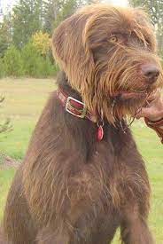 18 Pudelpointer Ideas Dogs Hunting Dogs Greenland Dog