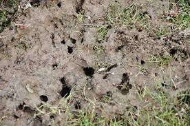 Use Boiling Water And Baby Powder To Get Rid Of Ant Hills In Yard Get Rid Of Ants Outdoor Landscaping Ant Hill