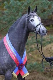 This is 23 hengst v. Bagoniebos Hickstead White Hickstead X Coupe De Coeur