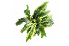 Image result for Hyparrhenia barteri