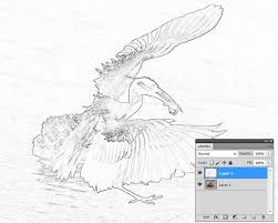 Neue plattformübergreifende funktionen zum sicheren bearbeiten pixelgenauer bilder. Half Sketch Half Photo Morph With Photoshop Tipsquirrel