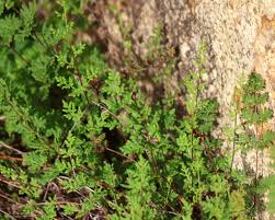 Image result for Cheilanthes quadripinnata